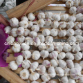 Fresh Garlic From Factory in Jinxiang